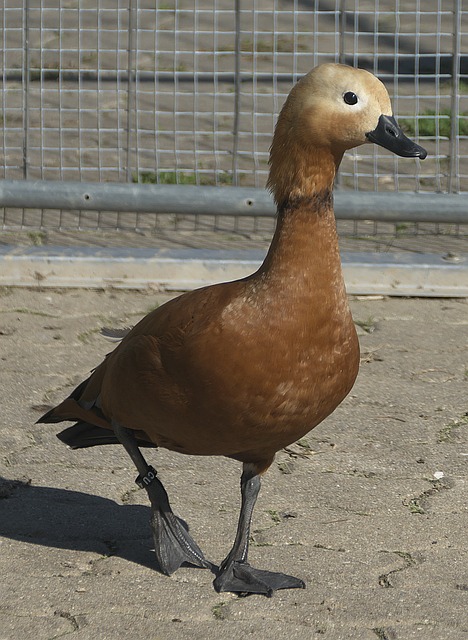 足坛